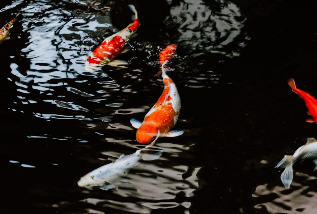 koi pond filters