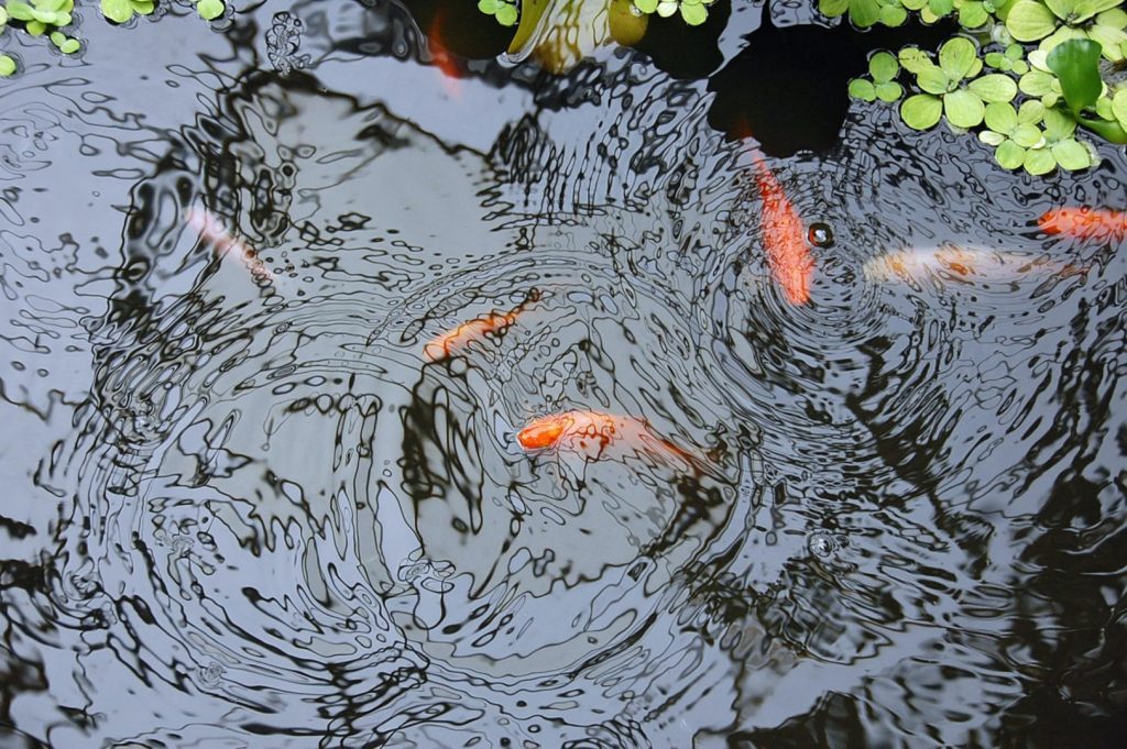 koi fish in a pond